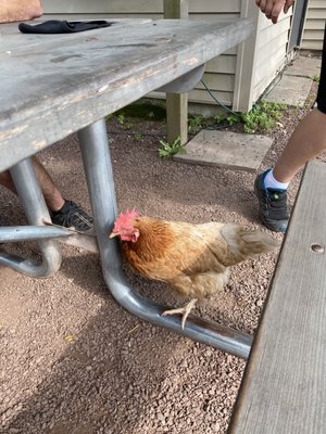 Chickens on the patio