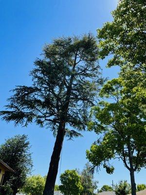 Trimming tree