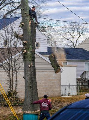 JV Strong Tree Service