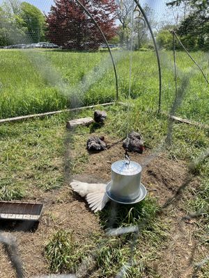 Chicken coop