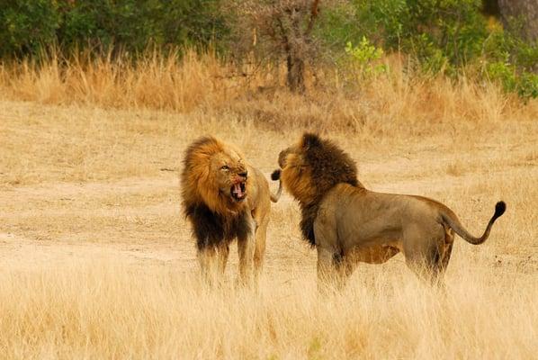 Ulusaba Rock Lodge * Sir Richard Branson's Private Game Reserve, a member of the prestigious Virgin Limited Edition Properties.