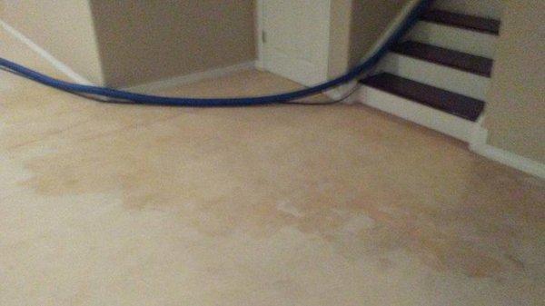 Before photo of carpet