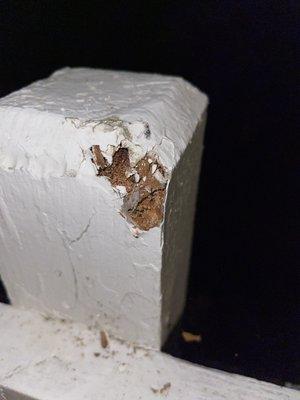 Termite poop