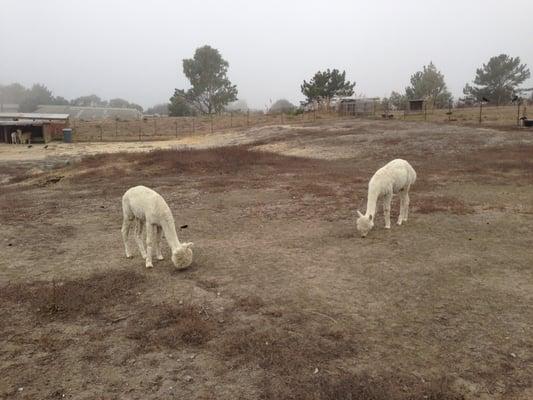 Baby alpacas growing up fast.