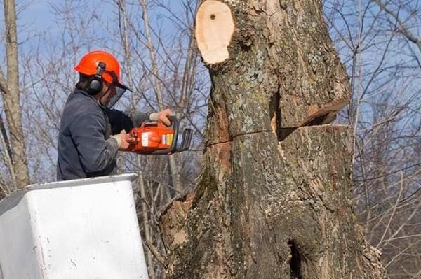 Tippmann Tree Service