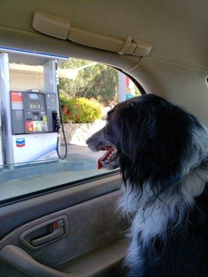 My son checking out the pumps