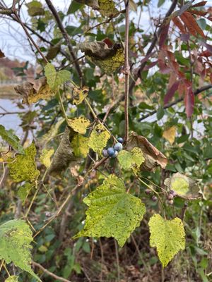 Invasive porcelain berries