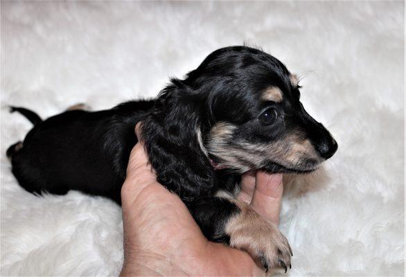 Black & English cream, long coat miniature dachshund.