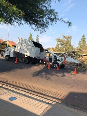 Tree Services in Phoenix, AZ