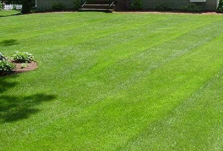 Nice lawn! Louisville customer