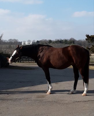 McLean Pope Crestwood Farm