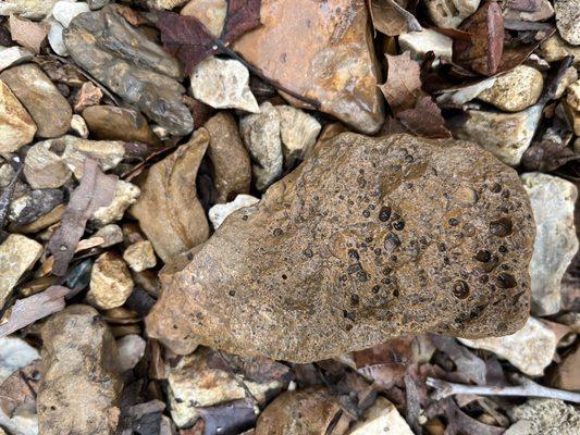 Fossils in river rocks