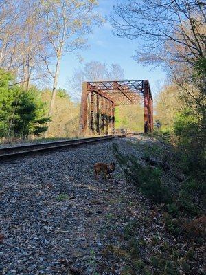 Rail bridge located in the park