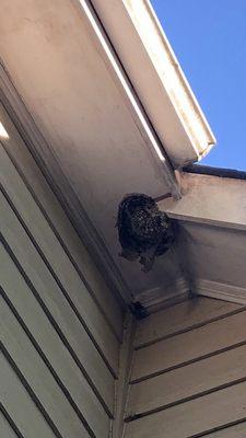 Large nest being built under the eaves!