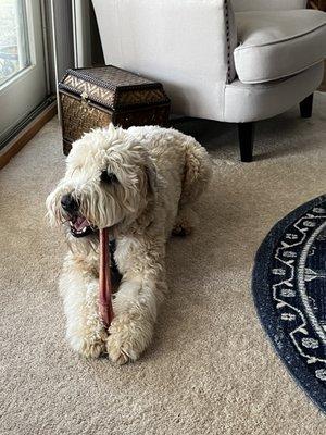 Teddy with his new bully stick