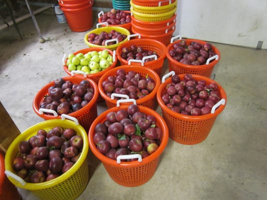 Apples ready to be washed before pressing