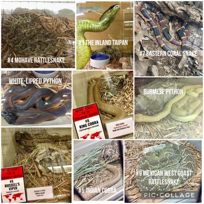 01.06.22 Some of the top ten venomous snakes at the Animal World & Snake Farm Zoo, New Braunfels [5/6/17]