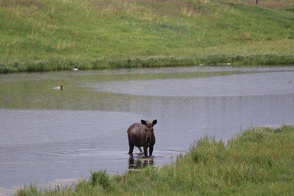 Moose in the pond!