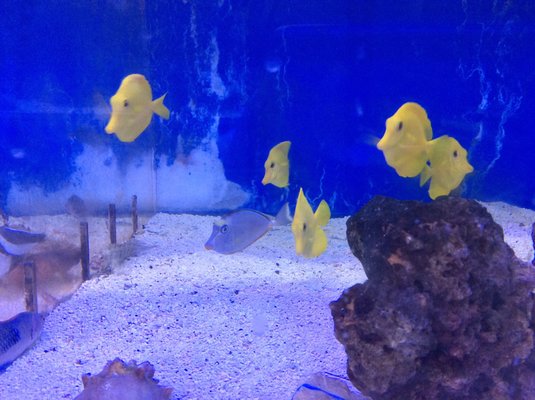 School of yellow tangs.