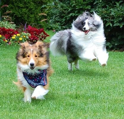 Winston and Harvey having fun playing outside