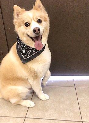 Mishka looking handsome after a haircut