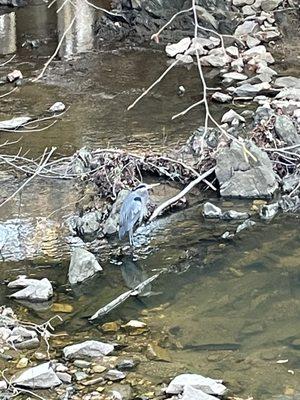 Bird on the rock