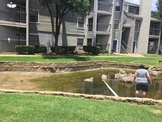 Unmaintained pond. Apparently this was an acceptable habitat for the turtles.