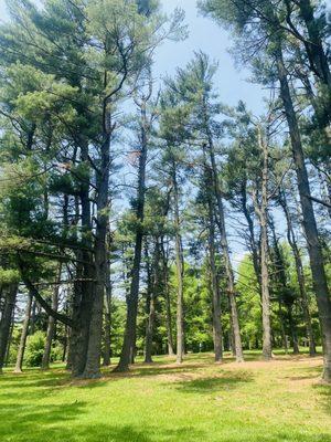 Trees by the main office