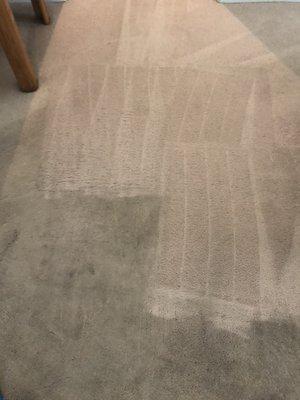 Heavy Traffic Treatment for this neglected carpet with urine stains.