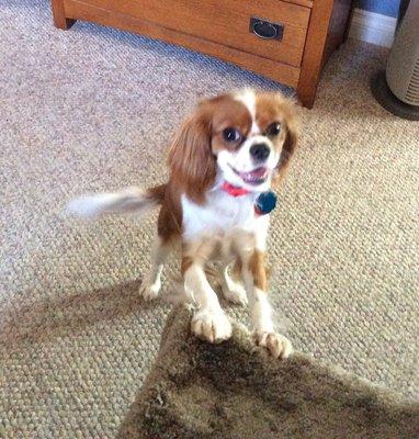 Sophie,  my Cavalier King Charles Spaniel.