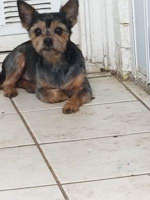 Yorkie mix