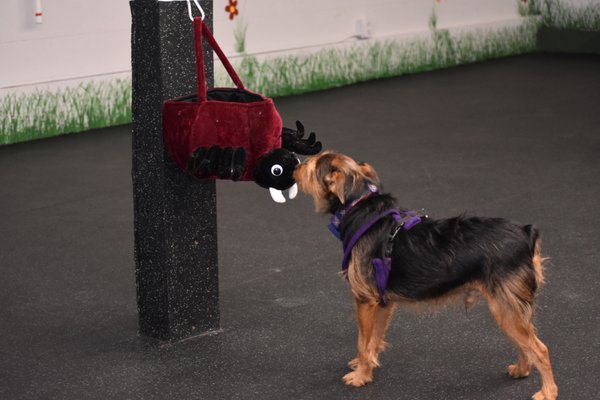 Sniffing the hanging spider bag during a Halloween themed K9 Nose Work® class.