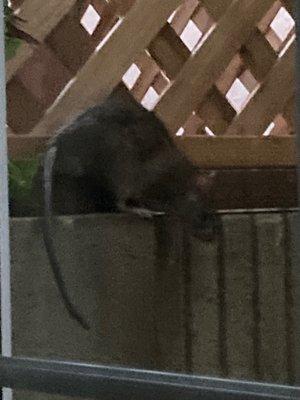 rat going down to sit on the bait box-but not enter it