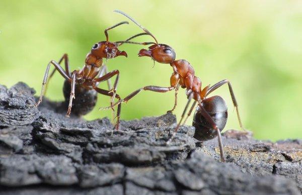 Ant Control with Evolve Pest Control