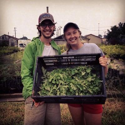 Scott and Sarah's first mizuna harvest!