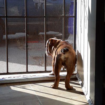 Rocky likes to stay at grate and watch the people who come to deliver food etc to the disabled woman who shares this duplex