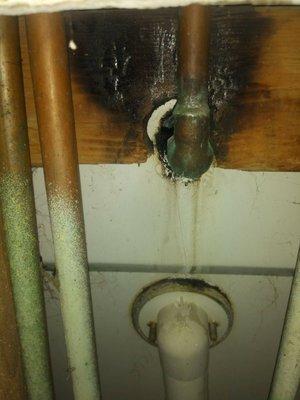 Toxic Black Mold detected from a professional company I hired since I had got sick living here at Walnut Hills in North Royalton, Ohio.