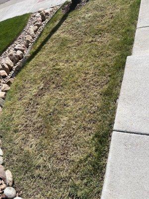 Dead lawn