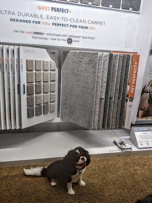 Our carpet from Shaw perfect for pets and nice looking too