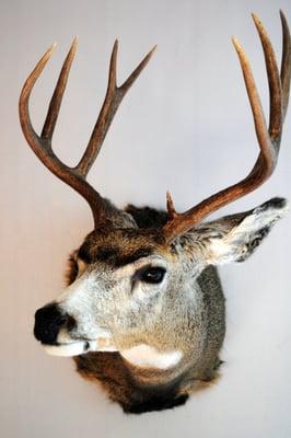 Mule Deer