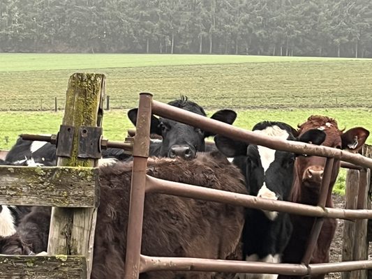 The milk cows are always happy to see you!