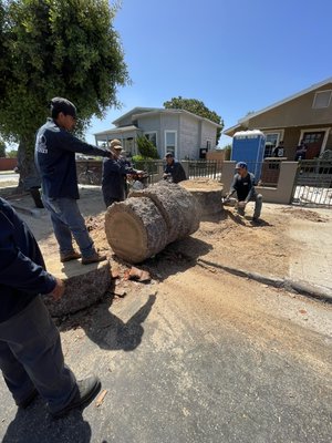 Tree removal