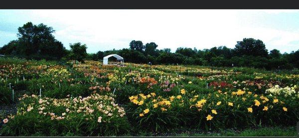 QB Daylily Gardens