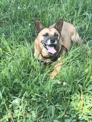 Foxy smiling and happy after a roll in the grass