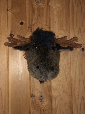 Moose head on the wall in the room.