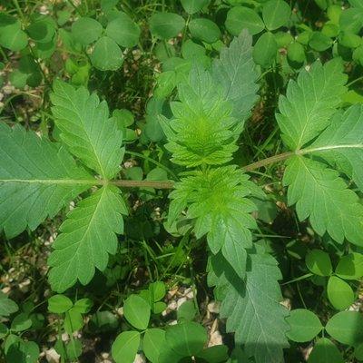 Quick peek at the early life of a ganja plant.