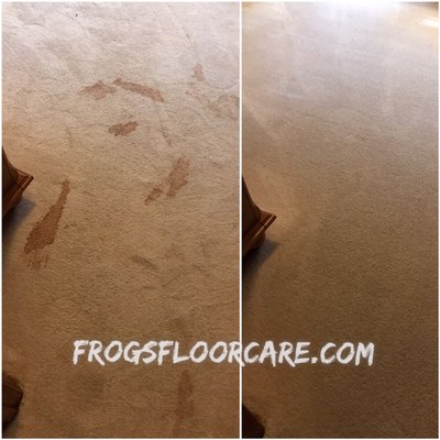 We used a low moisture cleaning to rid chocolate milk from this polyester. Our low moisture process allows the carpet to dry within 2 hours!