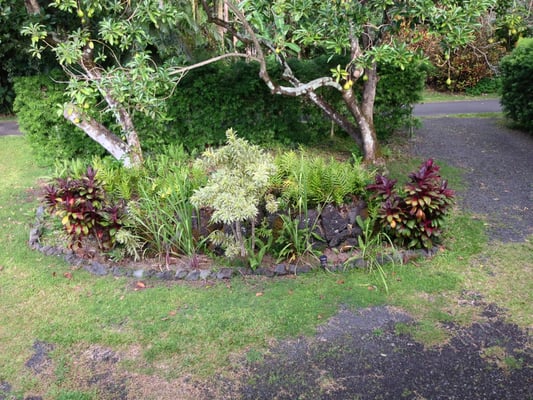 Front yard and driveway