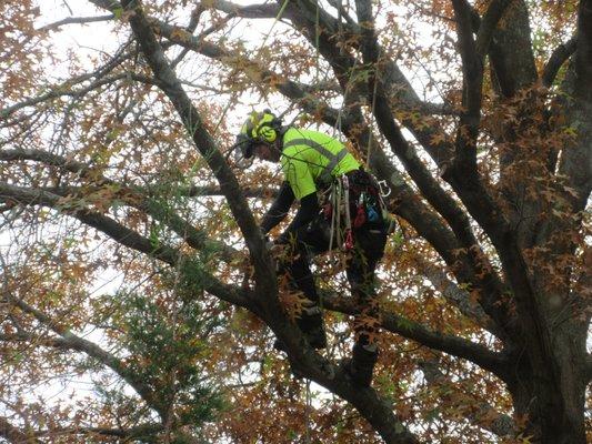 Travis Ewing at work high up in one of our trees.