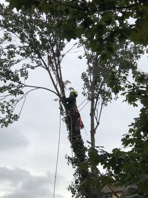 Cutting the tree down by hand